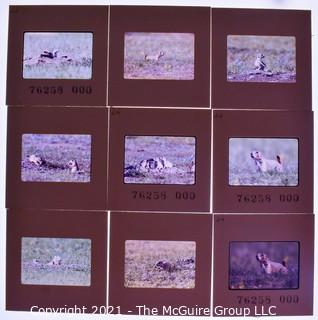 (9) 1960's 35MM Slides by Iconic Photographer Arthur Rickerby