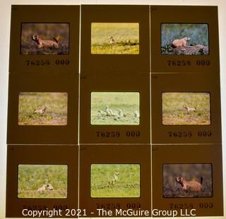 (9) 1960's 35MM Slides by Iconic Photographer Arthur Rickerby