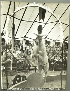 Vintage Large Format Black & White Photo of Goat Performing at the Circus. by Art Rickerby, Photographer. Measures 10" x 14".