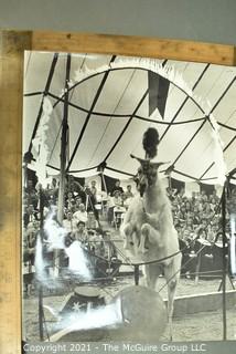 Vintage Large Format Black & White Photo of Goat Performing at the Circus. by Art Rickerby, Photographer. Measures 10" x 14".