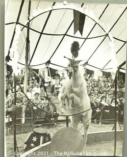 Vintage Large Format Black & White Photo of Goat Performing at the Circus. by Art Rickerby, Photographer. Measures 10" x 14".