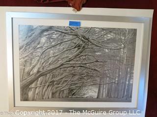 Very LARGE: "Trees"; framed photo (31 x 48")