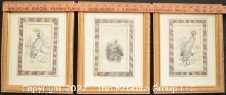 Three (3) Framed Under Glass Hand Colored Ornithology Engravings From The Naturalist Library By William Lizars.  Each 10” X 12"