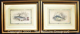 Two (2) Vintage Framed Under Glass Hand Colored Engravings of Fish.