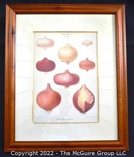 Vintage Framed Under Glass Chromolithograph Plate Of Onion Varieties From The Album Benary By Ernst Benary, C 1879.  Measures 15" x 19".