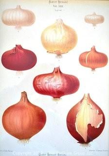 Vintage Framed Under Glass Chromolithograph Plate Of Onion Varieties From The Album Benary By Ernst Benary, C 1879.  Measures 15" x 19".