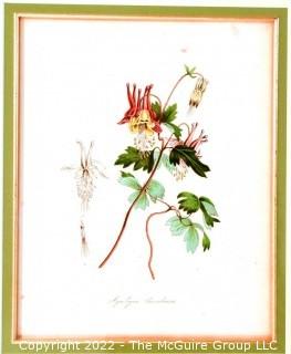 Seven (7) Framed Under Glass Hand Colored Botanical Flower Lithographs. Each measure 16" X 18".