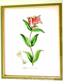 Seven (7) Framed Under Glass Hand Colored Botanical Flower Lithographs. Each measure 16" X 18".