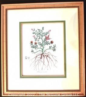 Seven (7) Framed Under Glass Hand Colored Botanical Flower Lithographs. Each measure 16" X 18".