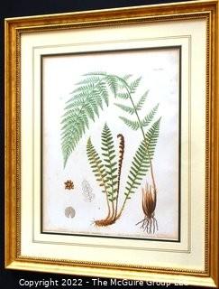 Set Of Seven (7) Framed Under Glass Colored Lithographs From “The Ferns Of N. America” By Daniel Cady Eaton, 1877.  Each Measure 15” X 18”.