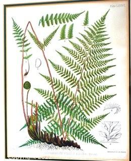 Set Of Seven (7) Framed Under Glass Colored Lithographs From “The Ferns Of N. America” By Daniel Cady Eaton, 1877.  Each Measure 15” X 18”.