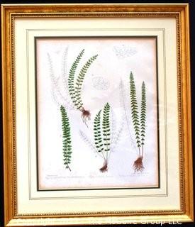 Set Of Seven (7) Framed Under Glass Colored Lithographs From “The Ferns Of N. America” By Daniel Cady Eaton, 1877.  Each Measure 15” X 18”.