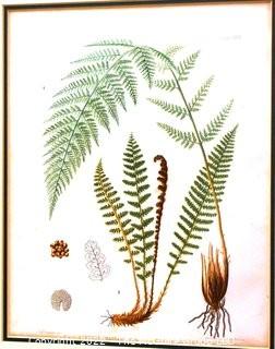 Set Of Seven (7) Framed Under Glass Colored Lithographs From “The Ferns Of N. America” By Daniel Cady Eaton, 1877.  Each Measure 15” X 18”.