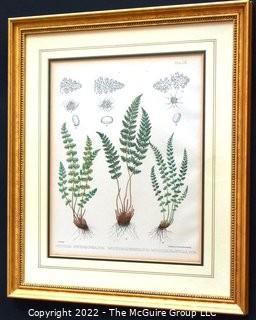 Set Of Seven (7) Framed Under Glass Colored Lithographs From “The Ferns Of N. America” By Daniel Cady Eaton, 1877.  Each Measure 15” X 18”.