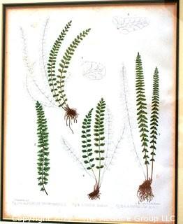 Set Of Seven (7) Framed Under Glass Colored Lithographs From “The Ferns Of N. America” By Daniel Cady Eaton, 1877.  Each Measure 15” X 18”.