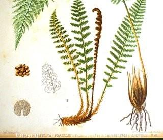 Set Of Seven (7) Framed Under Glass Colored Lithographs From “The Ferns Of N. America” By Daniel Cady Eaton, 1877.  Each Measure 15” X 18”.