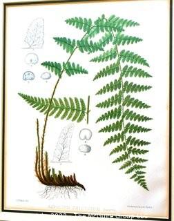 Set Of Seven (7) Framed Under Glass Colored Lithographs From “The Ferns Of N. America” By Daniel Cady Eaton, 1877.  Each Measure 15” X 18”.