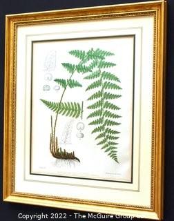 Set Of Seven (7) Framed Under Glass Colored Lithographs From “The Ferns Of N. America” By Daniel Cady Eaton, 1877.  Each Measure 15” X 18”.