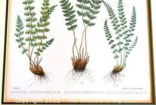 Set Of Seven (7) Framed Under Glass Colored Lithographs From “The Ferns Of N. America” By Daniel Cady Eaton, 1877.  Each Measure 15” X 18”.