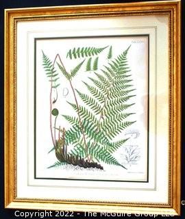 Set Of Seven (7) Framed Under Glass Colored Lithographs From “The Ferns Of N. America” By Daniel Cady Eaton, 1877.  Each Measure 15” X 18”.