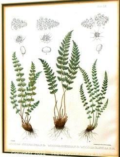 Set Of Seven (7) Framed Under Glass Colored Lithographs From “The Ferns Of N. America” By Daniel Cady Eaton, 1877.  Each Measure 15” X 18”.