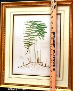 Set Of Seven (7) Framed Under Glass Colored Lithographs From “The Ferns Of N. America” By Daniel Cady Eaton, 1877.  Each Measure 15” X 18”.