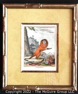 Set of Four (4) Framed Under Glass Colored Engravings of Monkeys by Christian Friedrich Fritzsch (1719-1774).  Each measure 14" x 16".