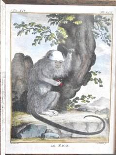 Set of Four (4) Framed Under Glass Colored Engravings of Monkeys by Christian Friedrich Fritzsch (1719-1774).  Each measure 14" x 16".