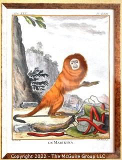 Set of Four (4) Framed Under Glass Colored Engravings of Monkeys by Christian Friedrich Fritzsch (1719-1774).  Each measure 14" x 16".