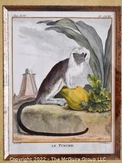 Set of Four (4) Framed Under Glass Colored Engravings of Monkeys by Christian Friedrich Fritzsch (1719-1774).  Each measure 14" x 16".