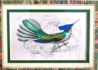 Six (6) Framed Under Glass Hand Colored Engravings of Humming Birds by William Lizars.  Each 12” X 14".