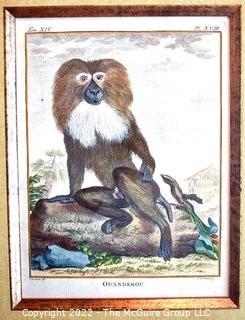 Set of Four (4) Framed Under Glass Colored Engravings of Monkeys by Christian Friedrich Fritzsch (1719-1774). Each measure 14" x 16".