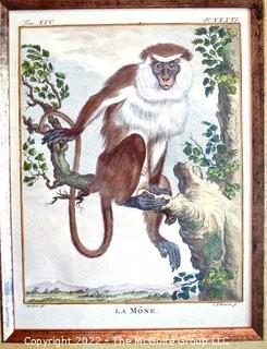 Set of Four (4) Framed Under Glass Colored Engravings of Monkeys by Christian Friedrich Fritzsch (1719-1774). Each measure 14" x 16".