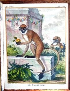 Set of Four (4) Framed Under Glass Colored Engravings of Monkeys by Christian Friedrich Fritzsch (1719-1774). Each measure 14" x 16".