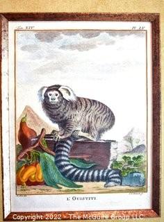 Set of Four (4) Framed Under Glass Colored Engravings of Monkeys by Christian Friedrich Fritzsch (1719-1774). Each measure 14" x 16".