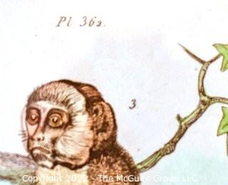 Two (2) Framed Under Glass Hand Colored Engravings of Monkeys By Richard Paris  From Dictionnaire Universel D’histoire Naturelle 1835.  Measures 13” x 18”.  