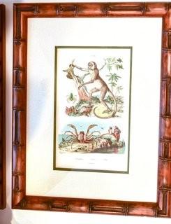 Two (2) Framed Under Glass Hand Colored Engravings of Monkeys By Richard Paris  From Dictionnaire Universel D’histoire Naturelle 1835.  Measures 13” x 18”.  