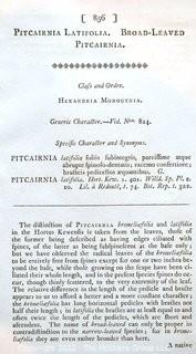 Three (3) Framed under glass Sydenham Edwards Botanical Hand Colored Lithographs Engraved by F. Sansom From the Curtis Botanical Magazine published in London by Thomas Curtis c. 1800.  Each measures 12" x 15".