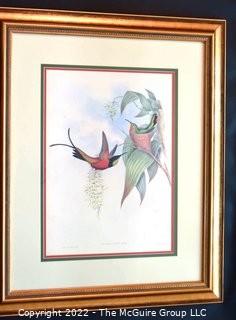 Framed Under Glass Hand Colored Hummingbird Lithograph, Topaza Pyra By John Gould & H C Richter From The 1861 Folio " A Monograph Of The Trochilidae, Or Family Of Humming-Birds" C. 1861.  Measures 27" x 33".