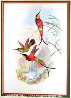 Framed Under Glass Hand Colored Hummingbird Lithograph, Topaza Pyra By John Gould & H C Richter From The 1861 Folio " A Monograph Of The Trochilidae, Or Family Of Humming-Birds" C. 1861.  Measures 27" x 33".