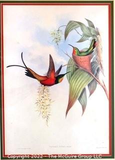 Framed Under Glass Hand Colored Hummingbird Lithograph, Topaza Pyra By John Gould & H C Richter From The 1861 Folio " A Monograph Of The Trochilidae, Or Family Of Humming-Birds" C. 1861.  Measures 27" x 33".