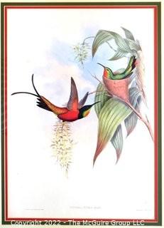 Framed Under Glass Hand Colored Hummingbird Lithograph, Topaza Pyra By John Gould & H C Richter From The 1861 Folio " A Monograph Of The Trochilidae, Or Family Of Humming-Birds" C. 1861.  Measures 27" x 33".