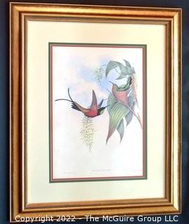 Framed Under Glass Hand Colored Hummingbird Lithograph, Topaza Pyra By John Gould & H C Richter From The 1861 Folio " A Monograph Of The Trochilidae, Or Family Of Humming-Birds" C. 1861.  Measures 27" x 33".