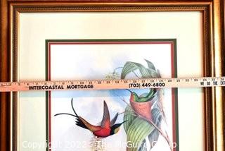 Framed Under Glass Hand Colored Hummingbird Lithograph, Topaza Pyra By John Gould & H C Richter From The 1861 Folio " A Monograph Of The Trochilidae, Or Family Of Humming-Birds" C. 1861.  Measures 27" x 33".