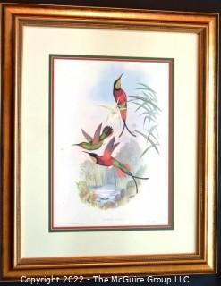 Framed Under Glass Hand Colored Hummingbird Lithograph, Crimson Topaz Hummingbird, Topaza Pella By John Gould & H C Richter From The 1861 Folio " A Monograph Of The Trochilidae, Or Family Of Humming-Birds" C. 1861. Measures 27" x 33".