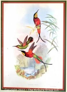 Framed Under Glass Hand Colored Hummingbird Lithograph, Crimson Topaz Hummingbird, Topaza Pella By John Gould & H C Richter From The 1861 Folio " A Monograph Of The Trochilidae, Or Family Of Humming-Birds" C. 1861. Measures 27" x 33".