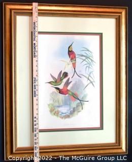 Framed Under Glass Hand Colored Hummingbird Lithograph, Crimson Topaz Hummingbird, Topaza Pella By John Gould & H C Richter From The 1861 Folio " A Monograph Of The Trochilidae, Or Family Of Humming-Birds" C. 1861. Measures 27" x 33".