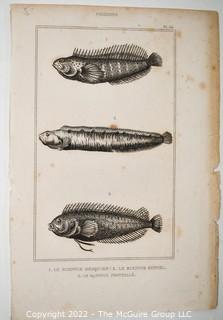 Collection of graphic plates from scientific / technical book on Fish