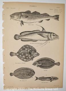 Collection of graphic plates from scientific / technical book on Fish