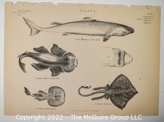 Collection of graphic plates from scientific / technical book on Fish